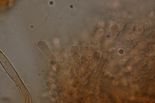 Aphyllophorales invernali.